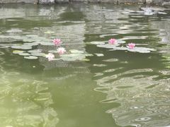 -口岸雕花楼