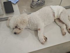 -共舞时光猫咖·狗咖(新街口店)