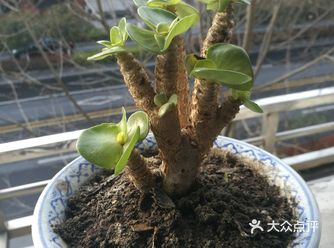 清晨起来，望着阳台上已结发生根，发芽，开花的花草