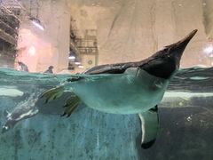 -大连圣亚海洋世界