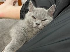 -lincat·猫舍(广州店)
