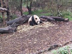 景点-成都大熊猫繁育研究基地
