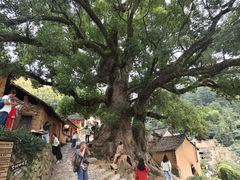 -杨家堂村