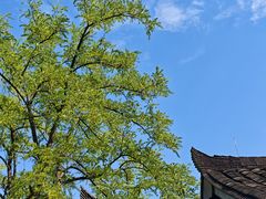 -五凤溪古镇
