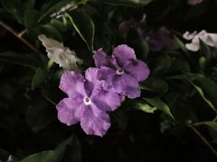 -广东温泉宾馆