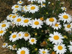 -绵阳盛世樱花悠乐谷