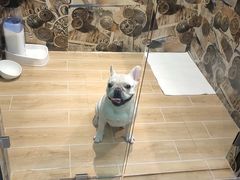 -宠物之家Pets Home 宠物寄养酒店