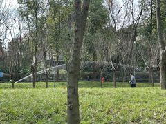 -神仙树公园