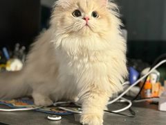 -lincat·猫舍(广州店)