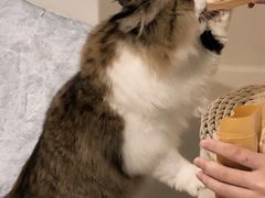 -More Fun猫咖 二十只万元加菲主题