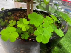 -凤凰路何眼镜香辣蟹(花果园店)