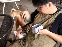 -柴犬高等学院·狗咖·柴犬售卖·宠物训练