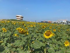 -光明小镇欢乐田园