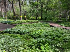 -黑龙江省森林植物园