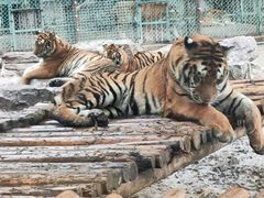 -栾川竹海野生动物园