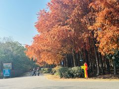 -上海海湾国家森林公园