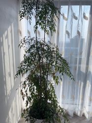 -HEYAN荷妍专业脱毛连锁机构