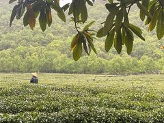 -中国茶叶博物馆(双峰馆区)