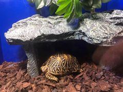 -上海海洋水族馆