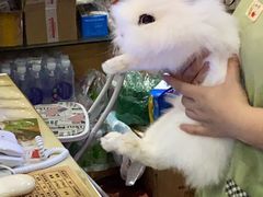 -宠物兔专门店(天丰利市场店)