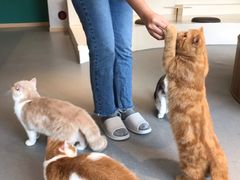 -飞行喵MR PILOT|猫舍·猫咖(静安大融城店)