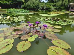 -国家植物园南园