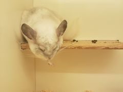 -龙猫仔乐园(惠福东路店)