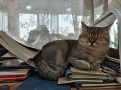 -共舞时光猫咖·狗咖(新街口店)