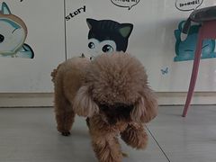 -全心全意连锁动物医院·微创中心·内科急重症·心脏专科(丰管路店)