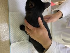 -艾贝尔宠物诊疗