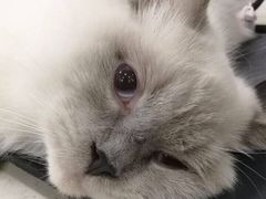 -伟伟宠物医院·瑞派猫友好医院·猫科(光谷店)