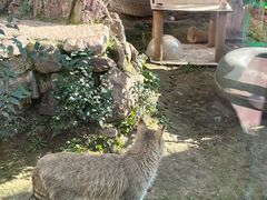 -青藏高原野生动物园