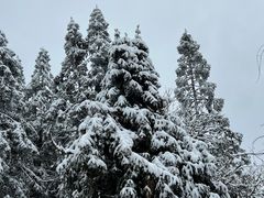 -武陵山森林公园