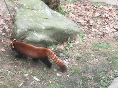 -都江堰中华大熊猫苑