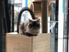 -猫咪咖啡·猫咖(万达广场店)