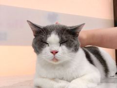 -糯米喵星人·撸猫猫舍咖啡馆(西市场嘉华店)