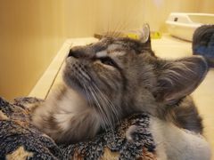 -momokira米努特·德文卷毛猫·棉花面纱犬