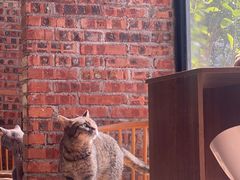-豆逗聊愈猫阁Easy Life