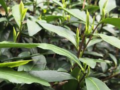 -十八棵（老龙井）御茶园(老龙井店)