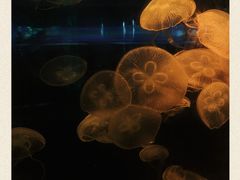 -深圳野生动物园