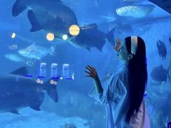 -烟台海昌鲸鲨海洋公园