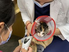 -美联众合爱康动物医院•复杂内科•肿瘤科•牙科•腔镜诊疗中心
