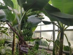 -呀路古热带植物园