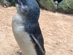 -费瑟代尔野生动物园