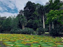 -中国科学院西双版纳热带植物园