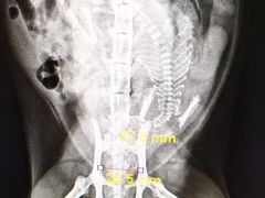 -瑞鹏宠物医院·爱宠堂·骨外专科(西荷分院)