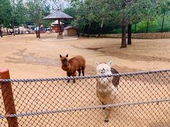 -大连森林动物园