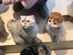 -飞行喵MR PILOT|猫舍·猫咖(静安大融城店)