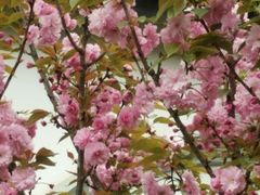 -南汇桃花村