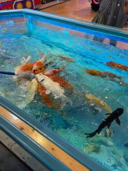 -卡通尼·Safari非洲探索乐园·生日会(金桥国际商业广场店)